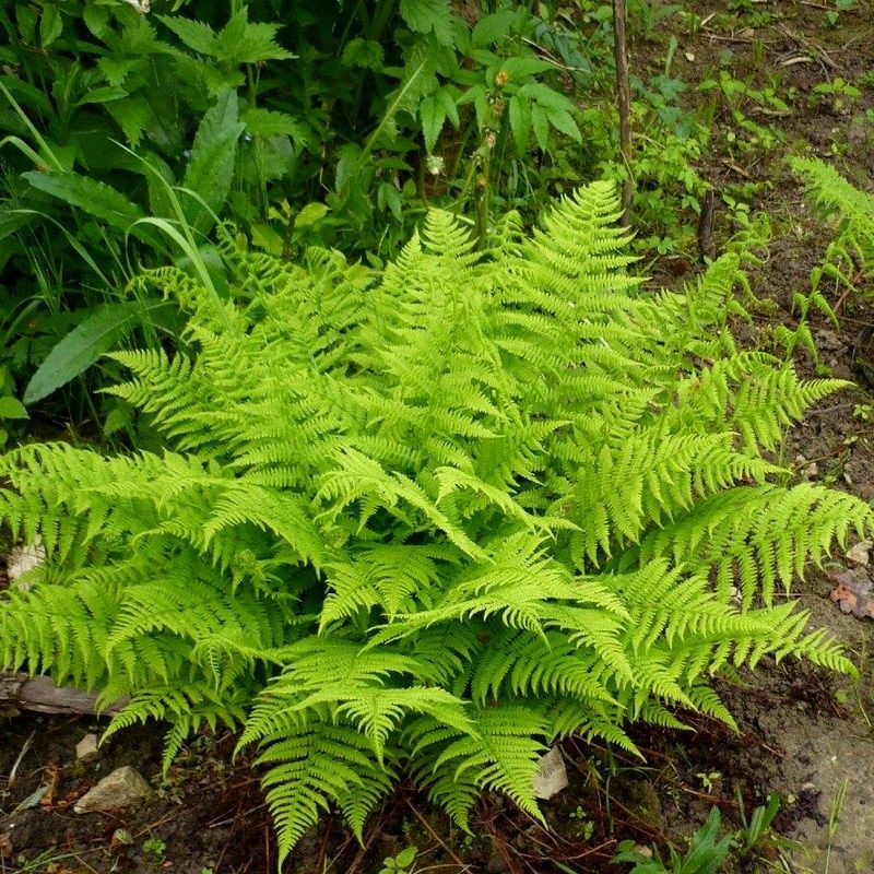 Кочедыжник женский (Athyrium filix femina)