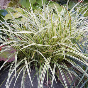 Осока Морроу «Вариегата» (Carex morrowii «Variegata»)