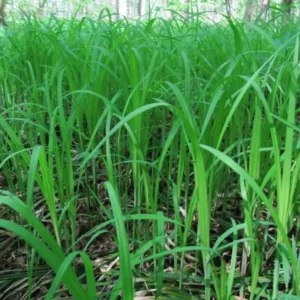 Осока волосистая (Carex pilosa)