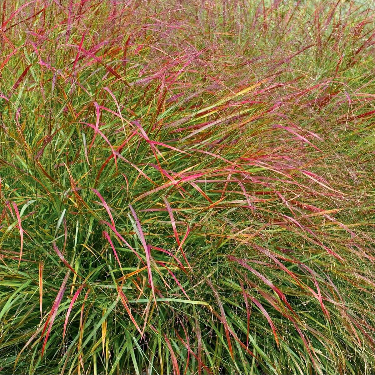 Просо прутьевидное "Скво Селект" (Panicum virgatum "Squaw Select")