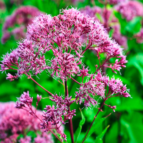 Посконник "Фантом" (Eupatorium "Phantom")