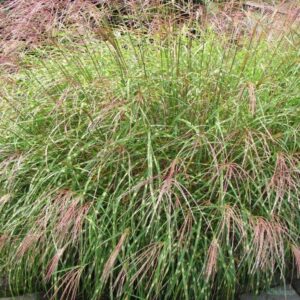 Мискантус китайский «Литтл Зебра» (Miscanthus sinensis «Little Zebra»)