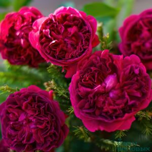 Роза «Вильям Шекспир» (Английская) (Rosa «William Shakespeare 2000»)