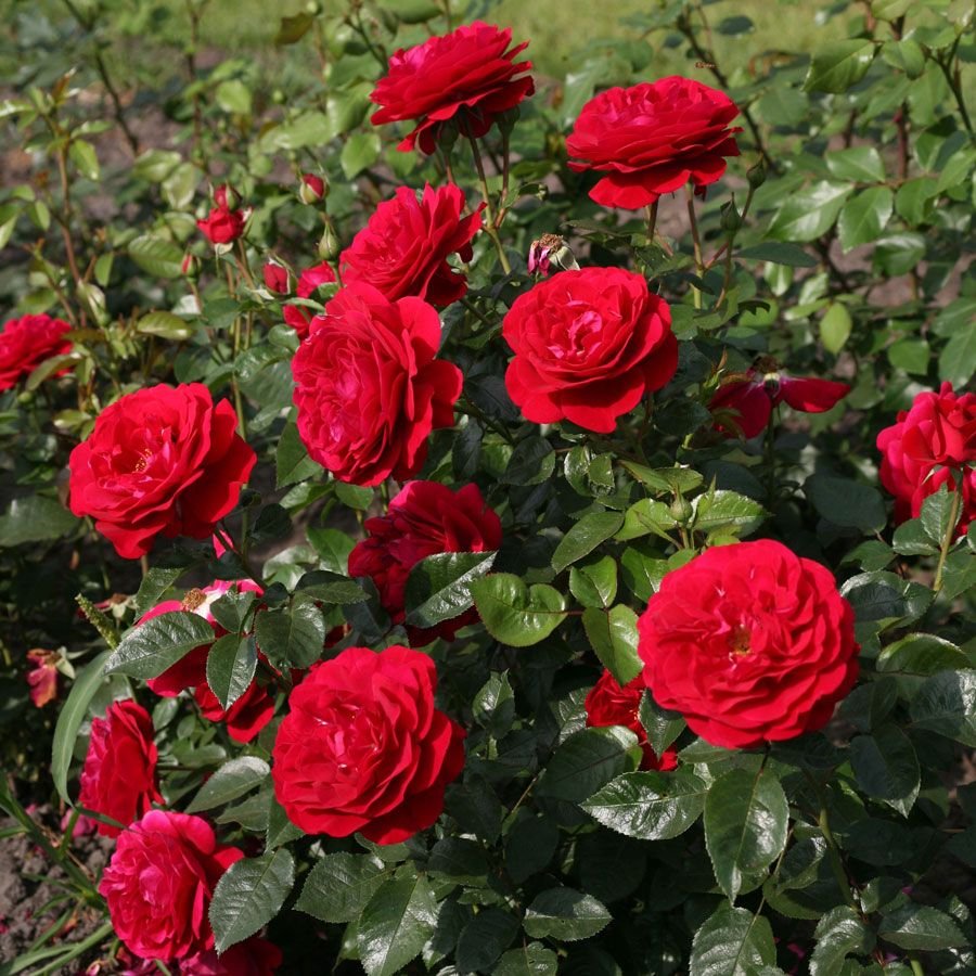 Роза "Аут Оф Розенхайм" (Флорибунда) (Rosa "Out Of Rosenheim")