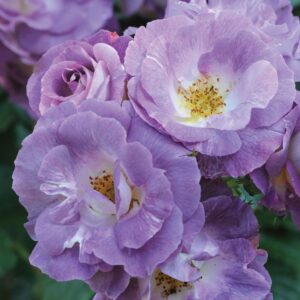 Роза «Блю фо Ю» (Флорибунда) (Rosa «Blue for You»)
