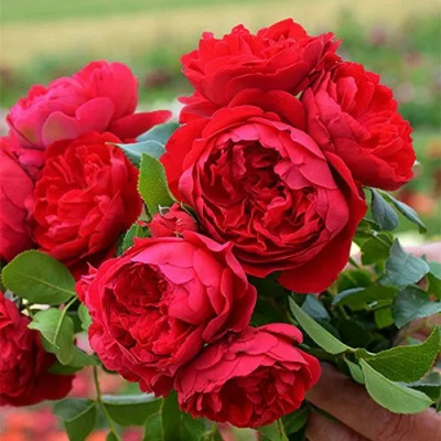 Роза "Флорентина" (Плетистая) (Rosa "Florentina")