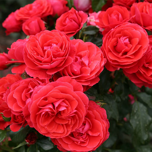 Роза "Черри Гел" (Флорибунда) (Rosa "Cherry Girl")