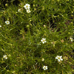 Мшанка шиловидная (Sagina subulata)