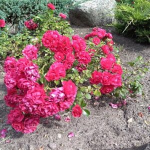 Роза «Гартнерфройде» (Почвопокровная) (Rosa «Gärtnerfreude»)