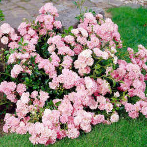 Роза «Зе Фейри» (Почвопокровная) (Rosa «The Fairy»)