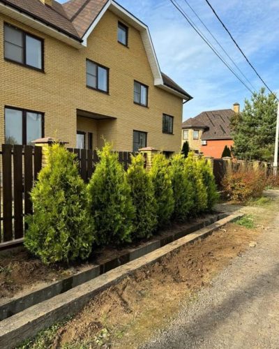 Живая изгородь из туи Golden Brabant в Подмосковье
