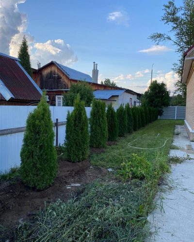 Живая изгородь из туи Smaragd — Москва