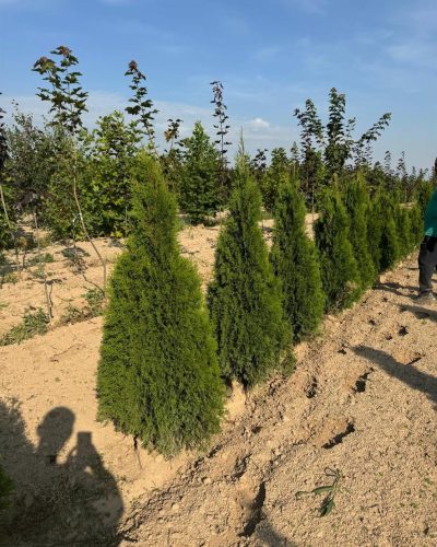 Хвоя туи Смарагд крупным планом